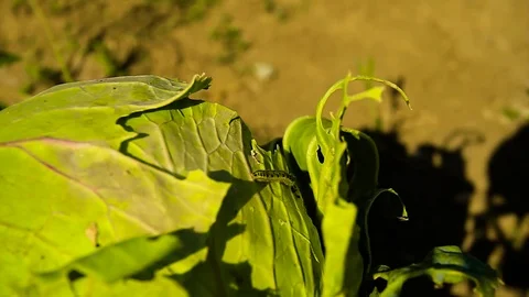 Close Up Of Caterpillars Of The Cabbage Butterfly Feeding On Cabbage Stock Footage 80477573