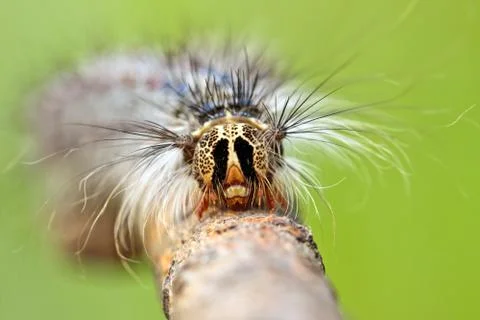 Close-up of caterpillar's head Stock Photos