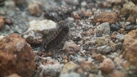 Close-Up Of Caterpillars On The Rocks. Vídeos de archivo 168095982