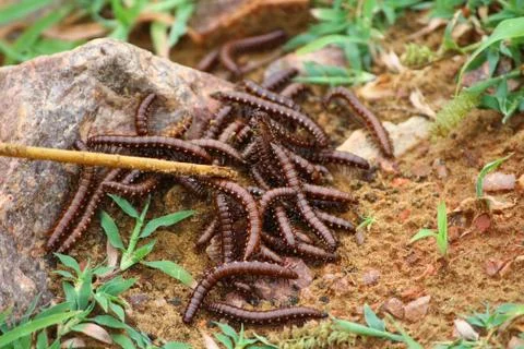 Close up of caterpillars on sand Stock Photos