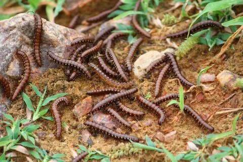 Close up of caterpillars on sand Stock Photos