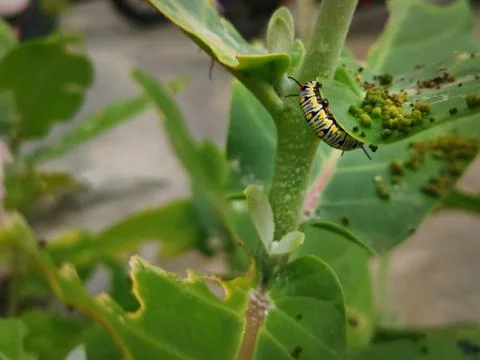 Close-up Caterpillars on Tip of Plant with Selective Focus Stock Photos