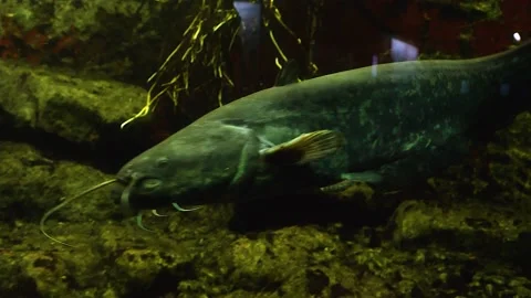 Close up of catfish Stock Footage 136029154