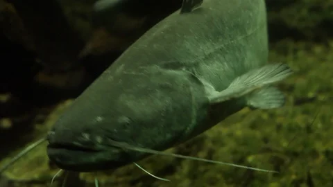 Close up of catfish, frontal view 4K Stock Footage 91155642