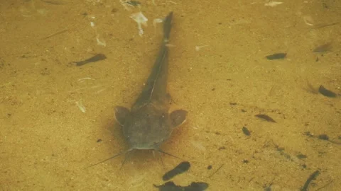 The close up catfish in shallow clear water Stock Footage 332318348