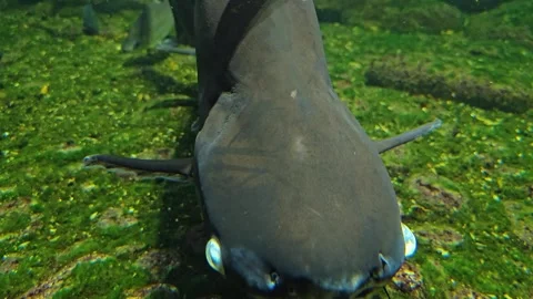 Close up catfish shark Stock Footage 277384296