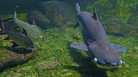 Close up of a Catfish Shark Stock Footage 277425347