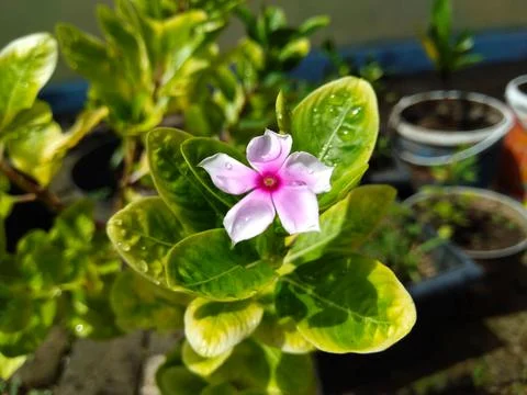 Close Up Of Catharanthus Roseus Stock Photos