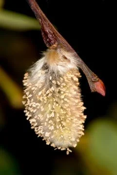 Close up of a catkin willow Stock Photos