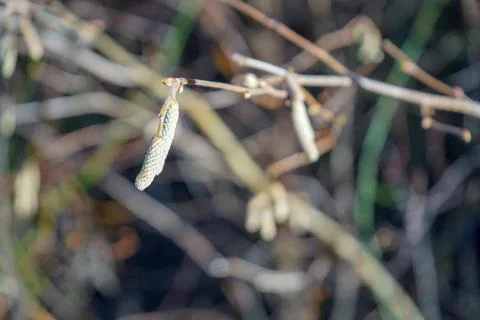 Close up of catkins in a branch in the spring Stock Photos
