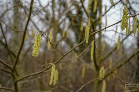 Close up of catkins on a branch in the spring 库存照片