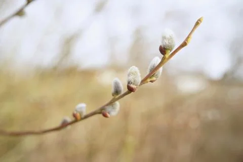 Close up of catkins of Great sallow in spring Stock Photos
