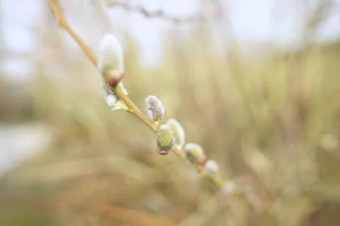 Close up of catkins of Great sallow in spring Stock Photos