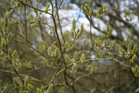Close up of catkins growing in the spring Stock Photos