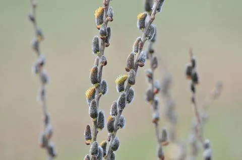Close-up of Catkins Stock Photos