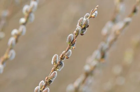 Close-up of Catkins Stock Photos