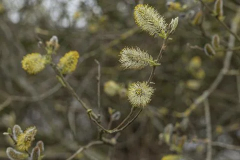 Close up of Catkins on a tree in Spring Stock Photos