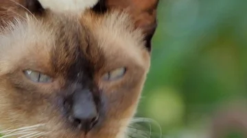 Close-up of a cat's eye Stock-Footage 86124719