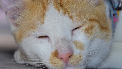 Close-up of a cat's eye Video stock 86957375