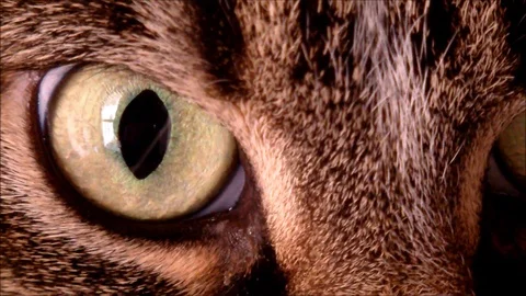 A close up of a cats eye Stock Footage 88488373