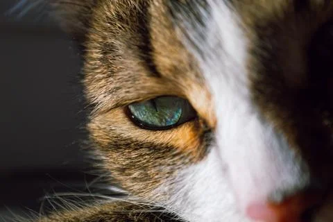 Close-up of a cat's eye Foto stock