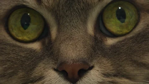 Close-Up of Cat's Face and Intense Eyes Stock Footage 305908242