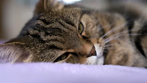 Close-up of a cat's face. Background, postcard for Cat Day. Stock Photos