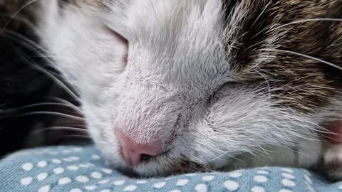 Close-up of a cat's face. Close-up of a cat's nose Stock Footage 328975005