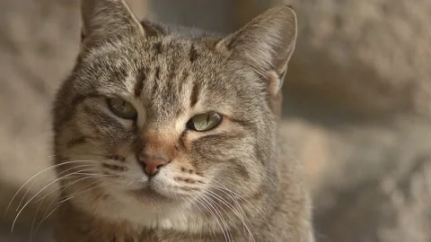 Close up of a cat's face Stock Footage 149017481