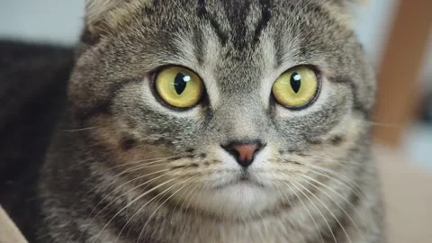Close-up of a cat's face Video stock 195074968