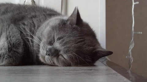 Close-up of cat's face. Gray plump fat fluffy British cat sleeps Stock Footage 274242721