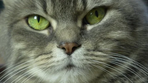 Close-Up of Cat's Face with Intense Green Eyes Stock Footage 306318796