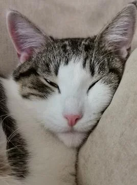 Close up of a cats face Stock Photos