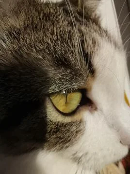 Close up of a cats face Stock Photos