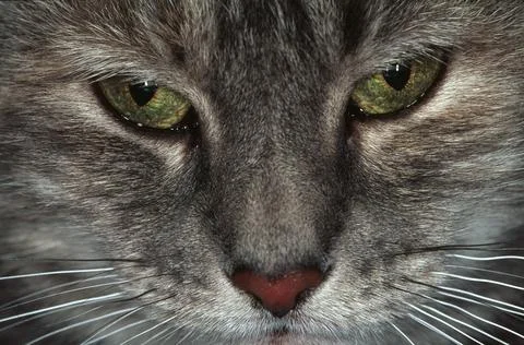 Close up of a cat's face Stock Photos