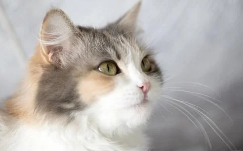 Close-up of a cat's face Stock Photos