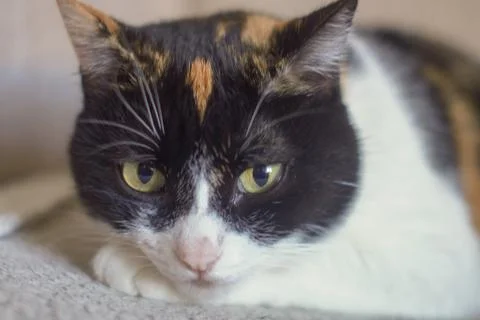Close-up of a cat's face. 스톡 사진