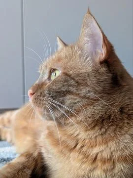 Close-up of a cat's face. Foto stock