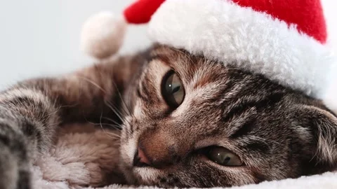 Close-up of a cat's face in a red Santa hat. A funny animal looks Stock Footage 217531506