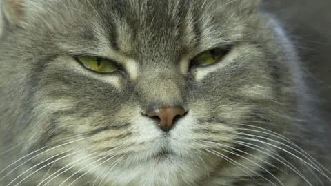 Close-Up of a Cat's Face with Relaxed Expression Stock Footage 305912226