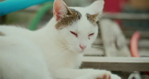 Close Up of Cat's Face Resting Stock Footage 282454880