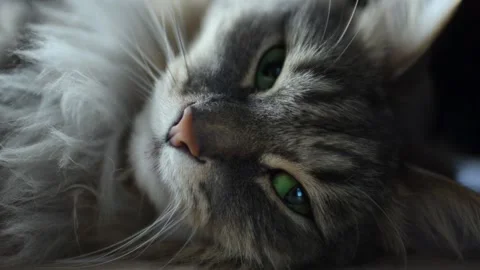 Close-up cat's face. Sleeping cat opens green eyes Vidéo 144116923