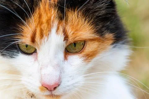 A close up of a cat's fluffy muzzle. Stock Photos