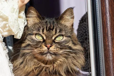A close up of a cat's fluffy muzzle through the window. Stock Photos