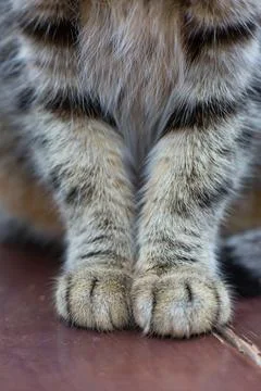 Close-Up of a Cat’s Front Paws Foto stock