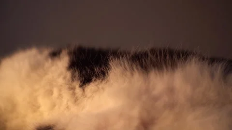 Close up of a cats fur Stock Footage 290521022