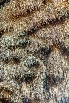 Close-up of a cat's fur texture Stock Photos