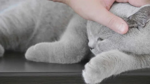 Close-up of cat's happy face.  Close-up of cat's stroking  face. Stock Footage 96687547