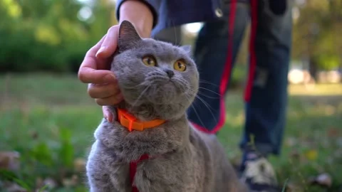 Close-up of cat's happy face. Close-up of cat's stroking face. Stock Footage 116618664