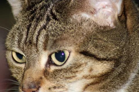 Close up of cats head Stock Photos